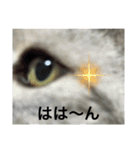 実家の猫なーな（個別スタンプ：23）
