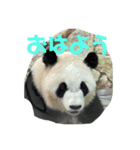 アドベンチャー動物スタンプ（個別スタンプ：1）