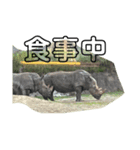 アドベンチャー動物スタンプ（個別スタンプ：3）