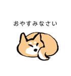 柴犬 あいさつ（個別スタンプ：8）