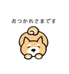 柴犬 あいさつ（個別スタンプ：10）