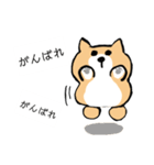 柴犬 あいさつ（個別スタンプ：24）