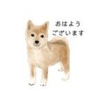 柴犬 あいさつ（個別スタンプ：25）