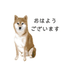 柴犬 あいさつ（個別スタンプ：26）