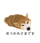 柴犬 あいさつ（個別スタンプ：27）