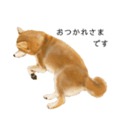 柴犬 あいさつ（個別スタンプ：28）