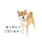 柴犬 あいさつ（個別スタンプ：29）