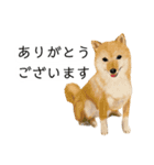 柴犬 あいさつ（個別スタンプ：30）