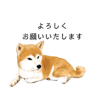 柴犬 あいさつ（個別スタンプ：31）