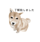 柴犬 あいさつ（個別スタンプ：32）