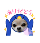 ヤバい犬（個別スタンプ：7）