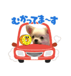 ヤバい犬（個別スタンプ：8）