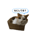 とむこの箱入りねこねこスタンプ（個別スタンプ：5）