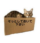 とむこの箱入りねこねこスタンプ（個別スタンプ：11）