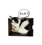 とむこの箱入りねこねこスタンプ（個別スタンプ：13）