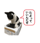 とむこの箱入りねこねこスタンプ（個別スタンプ：19）