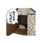 とむこの箱入りねこねこスタンプ（個別スタンプ：22）