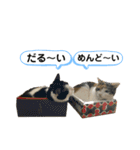 とむこの箱入りねこねこスタンプ（個別スタンプ：23）