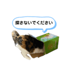 とむこの箱入りねこねこスタンプ（個別スタンプ：32）