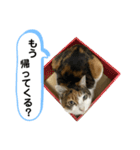 とむこの箱入りねこねこスタンプ（個別スタンプ：34）