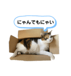 とむこの箱入りねこねこスタンプ（個別スタンプ：38）