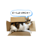 とむこの箱入りねこねこスタンプ（個別スタンプ：39）