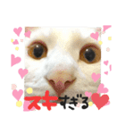 ✨ねこむすめ✨（個別スタンプ：1）