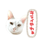 ✨ねこむすめ✨（個別スタンプ：2）