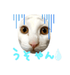 ✨ねこむすめ✨（個別スタンプ：3）