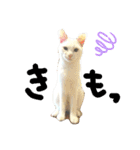 ✨ねこむすめ✨（個別スタンプ：5）