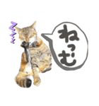 ✨ねこむすめ✨（個別スタンプ：7）