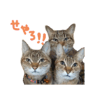 ✨ねこむすめ✨（個別スタンプ：9）