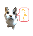 ✨ねこむすめ✨（個別スタンプ：10）
