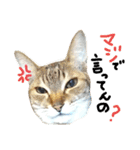 ✨ねこむすめ✨（個別スタンプ：11）