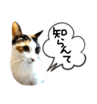 ✨ねこむすめ✨（個別スタンプ：12）