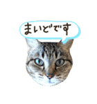 ✨ねこむすめ✨（個別スタンプ：13）