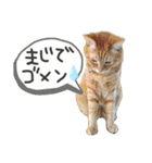 ✨ねこむすめ✨（個別スタンプ：14）