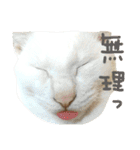✨ねこむすめ✨（個別スタンプ：15）