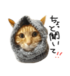 ✨ねこむすめ✨（個別スタンプ：16）