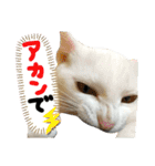 ✨ねこむすめ✨（個別スタンプ：17）