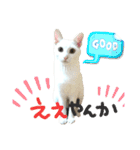 ✨ねこむすめ✨（個別スタンプ：18）