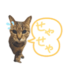 ✨ねこむすめ✨（個別スタンプ：19）