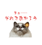 ゆき坊の日常①（個別スタンプ：2）