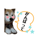 柴犬ゆず♡スタンプ（個別スタンプ：3）