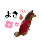 柴犬ゆず♡スタンプ（個別スタンプ：4）