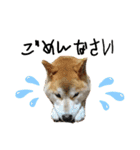 柴犬ゆず♡スタンプ（個別スタンプ：5）