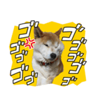 柴犬ゆず♡スタンプ（個別スタンプ：6）