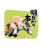 柴犬ゆず♡スタンプ（個別スタンプ：7）