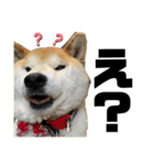 柴犬ゆず♡スタンプ（個別スタンプ：8）