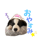 ボーダーコリー『燦』（個別スタンプ：22）
